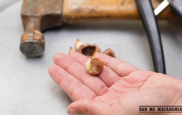 cách ăn hạt mắc ca